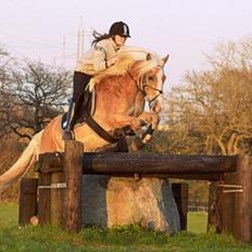 Haflinger Jupiter's bonanza <3