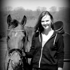 Tysk Varmblod Mac Kenroy