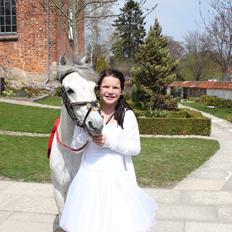 Welsh Pony (sec B) Oddens Pigatju. S