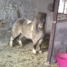 Miniature Bavaria Zuckerpuppe- Sukkertop