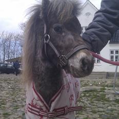 Miniature Bavaria Zuckerpuppe- Sukkertop