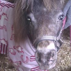 Miniature Bavaria Zuckerpuppe- Sukkertop