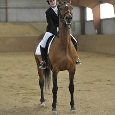 Trakehner Lalandia (Nulle) *RIP D. 24/7-15*