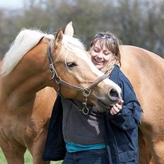 Palomino King's knight
