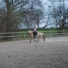 Fjordhest Hjelmqvist's Alto
