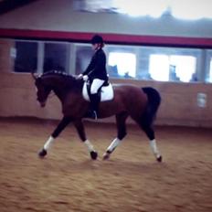 Dansk Varmblod Caribio