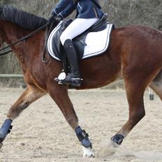 Anden særlig race Matell