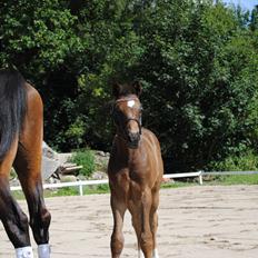 Dansk Varmblod Zo Spezial