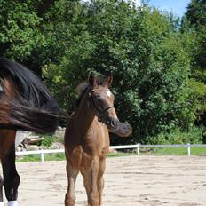 Dansk Varmblod Zo Spezial