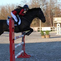 Irsk Sportspony Ebonys Star