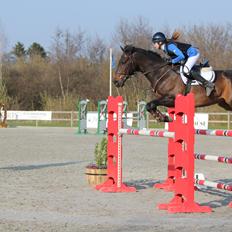 Irsk Sportspony Ebonys Star