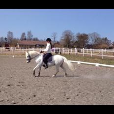 Anden særlig race Skavnshøjens Blue