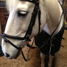 Anden særlig race Mickey