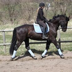 Oldenborg Prinsesse(Ulla)