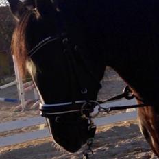 Anden særlig race Mischa <3 