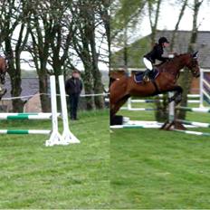 Dansk Varmblod Rikke*Stjerne*