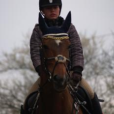 Dansk Varmblod Rikke*Stjerne*