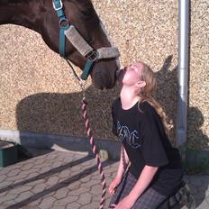 Hollandsk Varmblod Virona (Tutte)