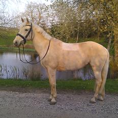 Palomino Bailey<3