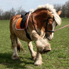 Jyde Isabella af Lavrens *solgt*