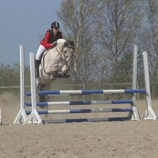 Fjordhest Hashagen's D-Mark