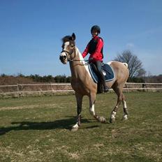 Irsk Sportspony Pacer