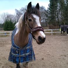 Irsk Sportspony Pacer