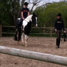 Irish Cob Hauge's Gilroy