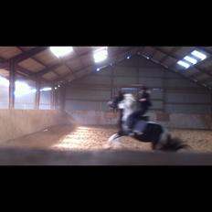 Irish Cob Hauge's Gilroy