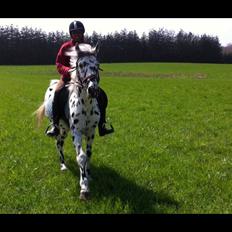 Knabstrupper Pletten (stip) <3 <3  (solgt)