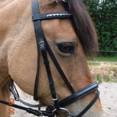 Anden særlig race Tuja