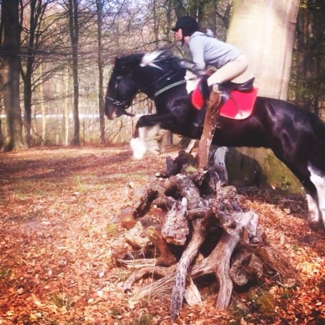 Irish Cob Sir charles - Den bedste i verden billede 10