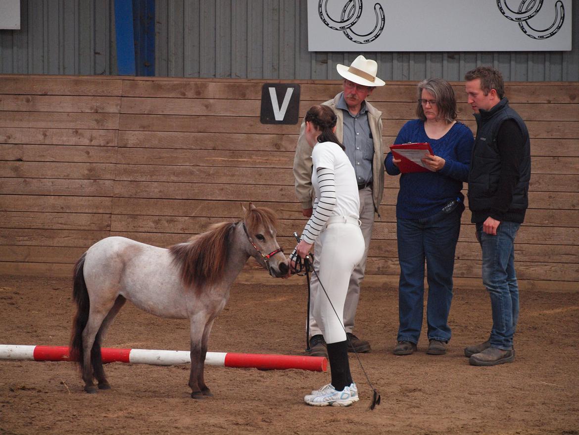 Miniature Søsteds Caro W. - Pony plagskue den 4-5-13 billede 9
