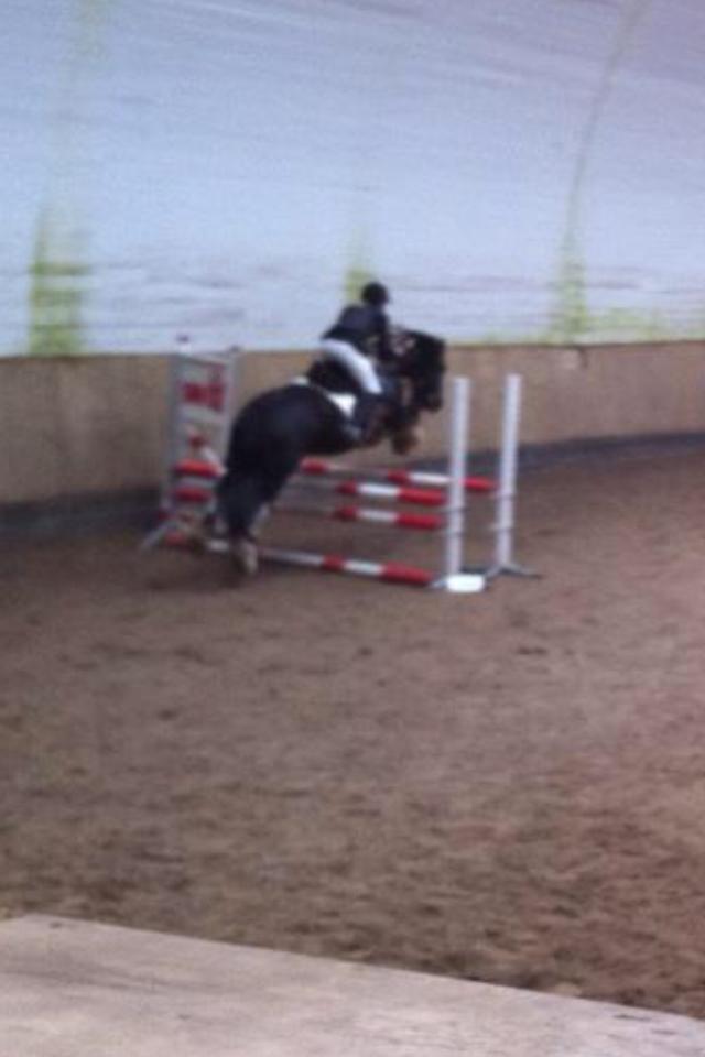 Irish Cob Sir charles - Spring stævne :D billede 18