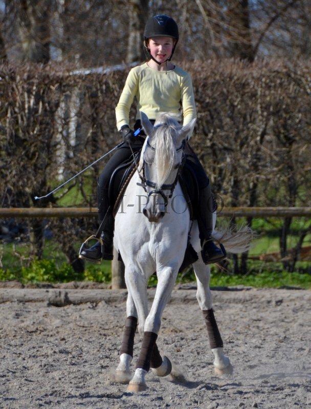 Anden særlig race Shadow - Dressur, forår 2013 billede 15