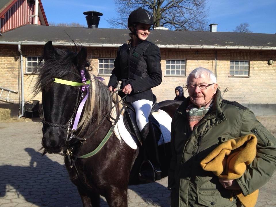 Irish Cob Sir charles - spring stævne og morfar <3 billede 17