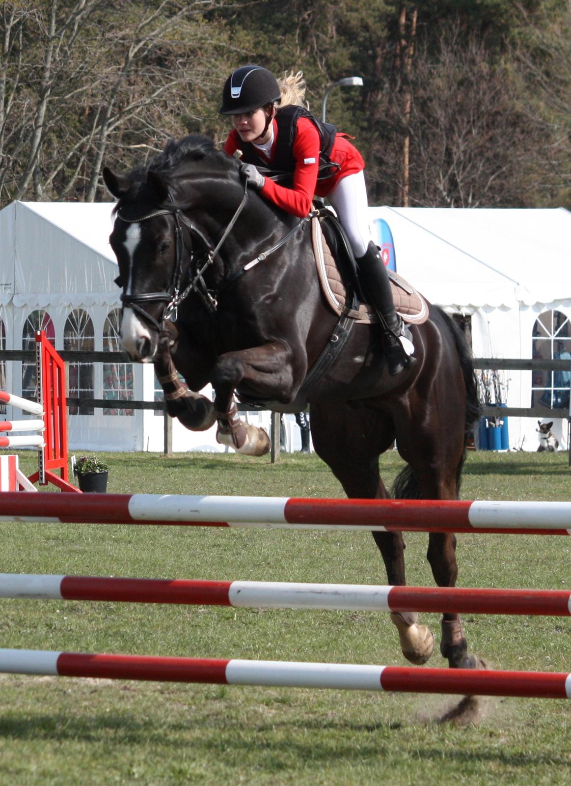 Hannoveraner Amando 29 - LB1* i Djurslands rideklub d. 4. maj 2013 ~ første udendørs stævne billede 5