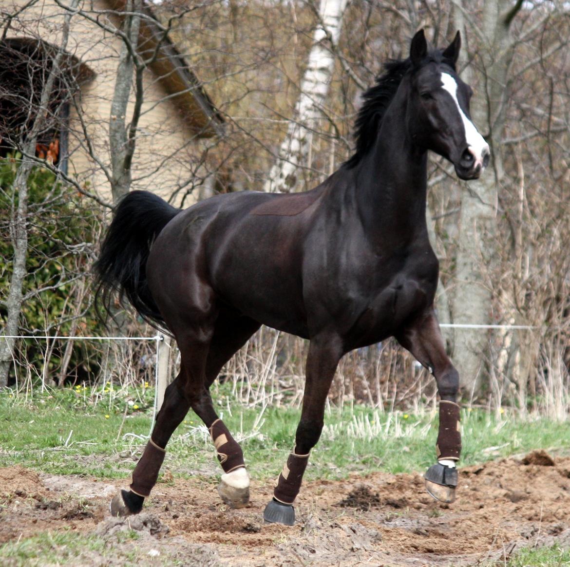 Hannoveraner Amando 29 billede 8