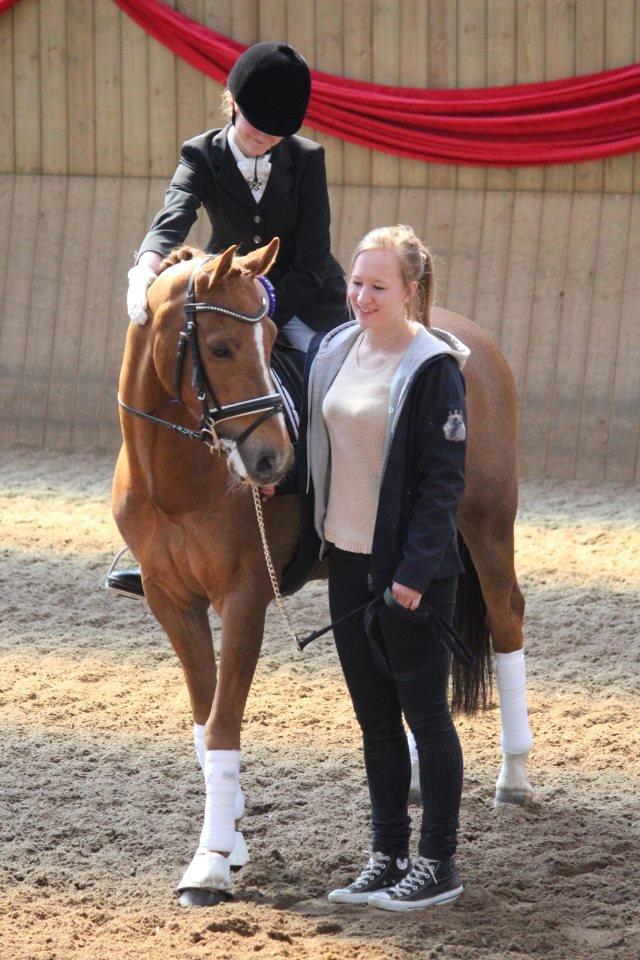 Hollandsk Sportspony Lasco A-pony billede 12