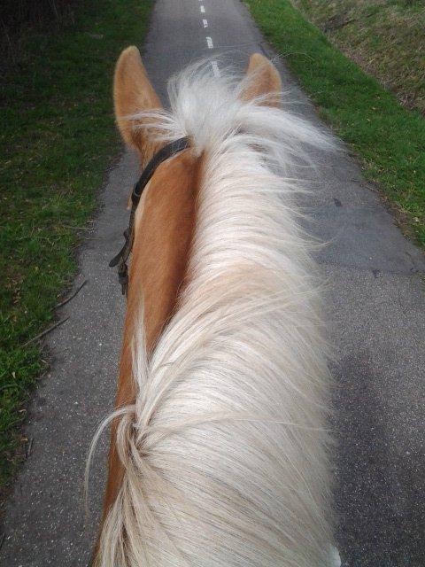 Haflinger Stald Gammel Lys' Ayla - På vej hjem fra Soldaterskoven :)  billede 20