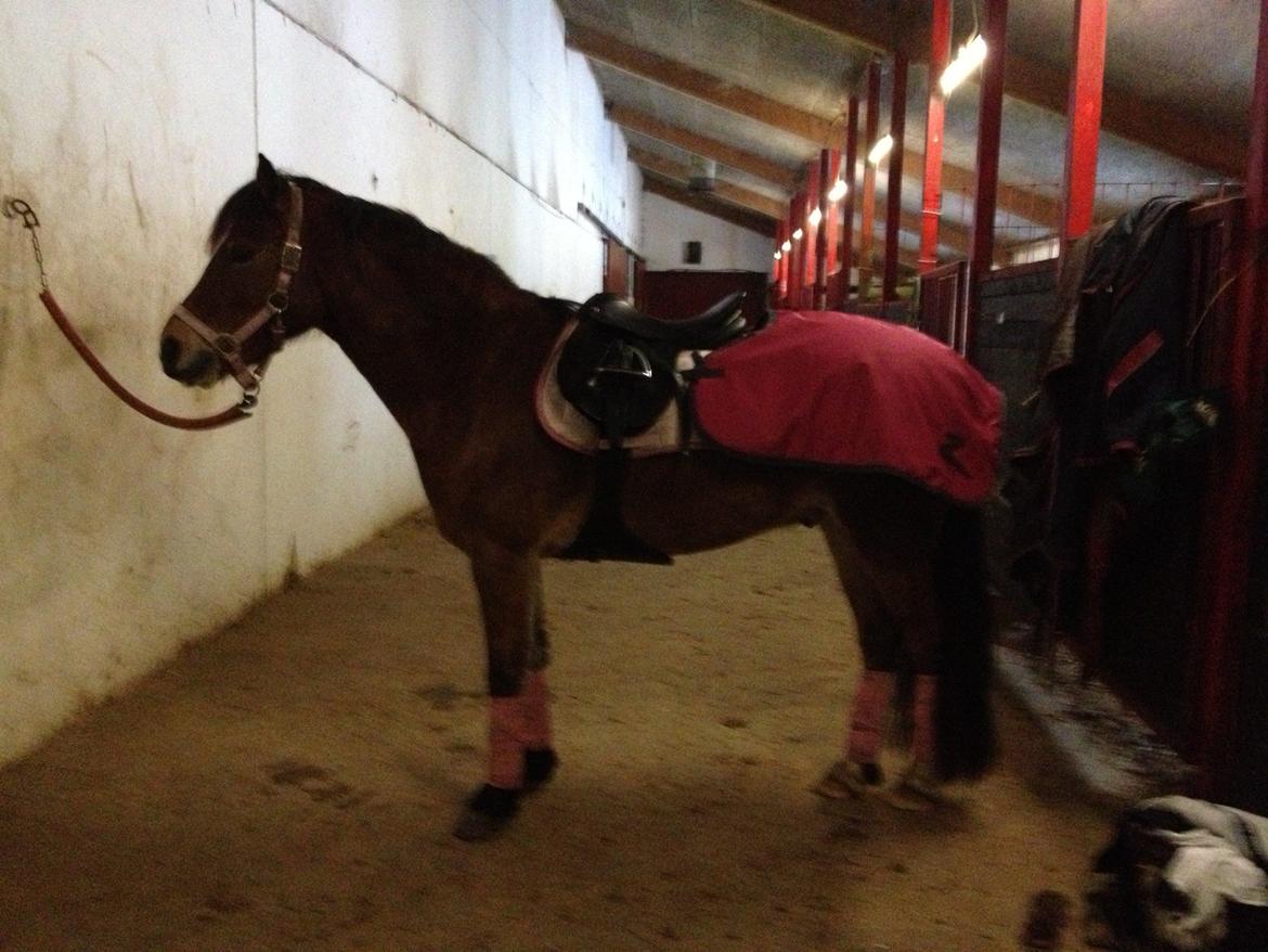 Welsh Cob (sec D) Rughavens Chivas billede 2