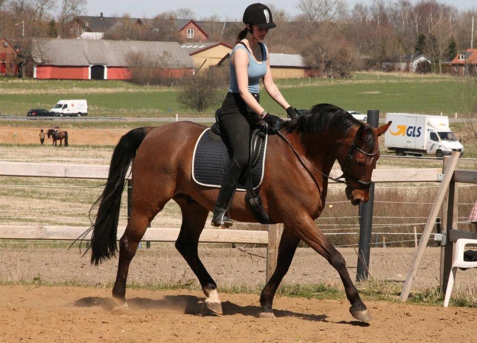 Tysk Varmblod Mac Kenroy - Maj 2013  billede 4