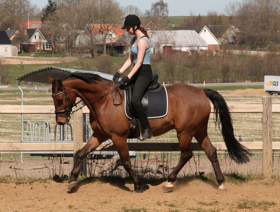 Tysk Varmblod Mac Kenroy - Maj 2013  billede 5