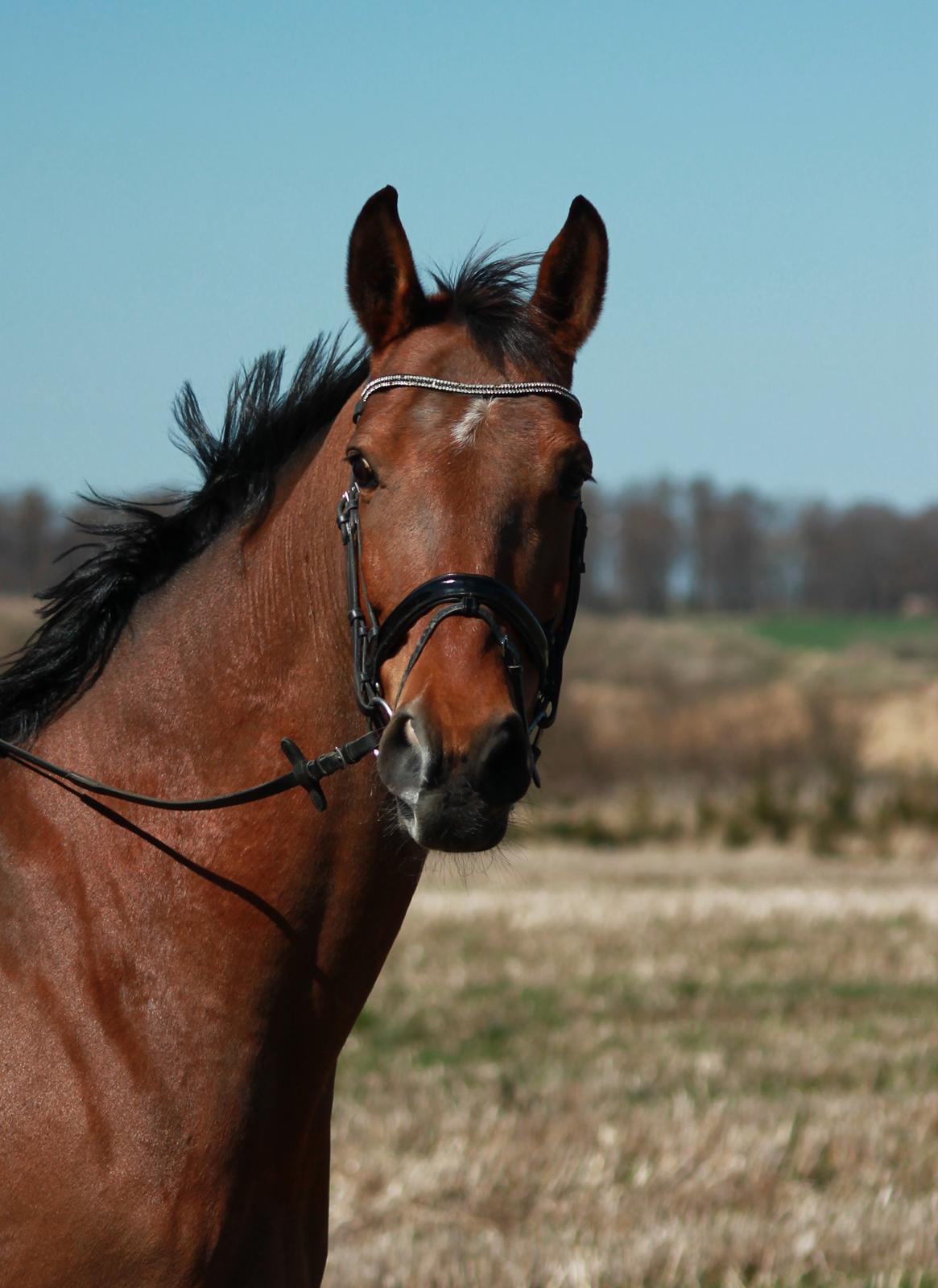 Tysk Varmblod Mac Kenroy - Taget d. 3 maj 2013 billede 17