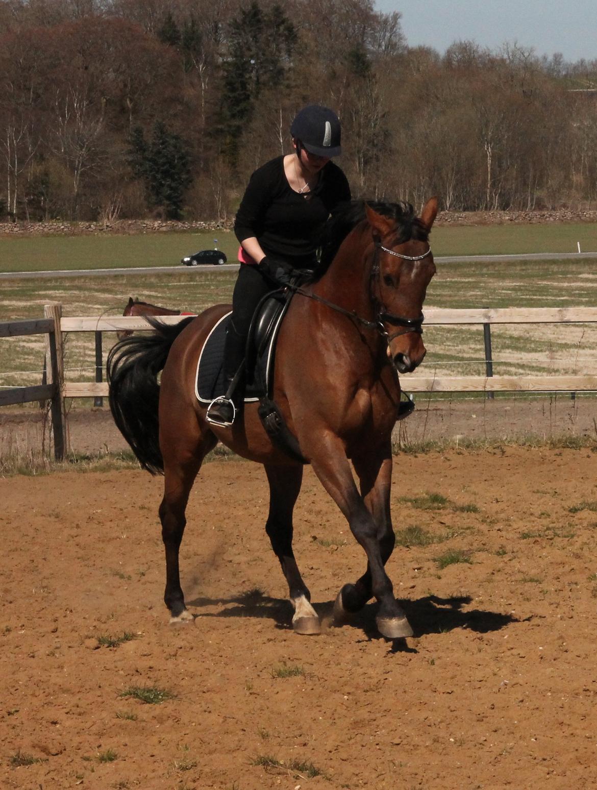 Tysk Varmblod Mac Kenroy - taget d. 3 maj 2013 billede 19