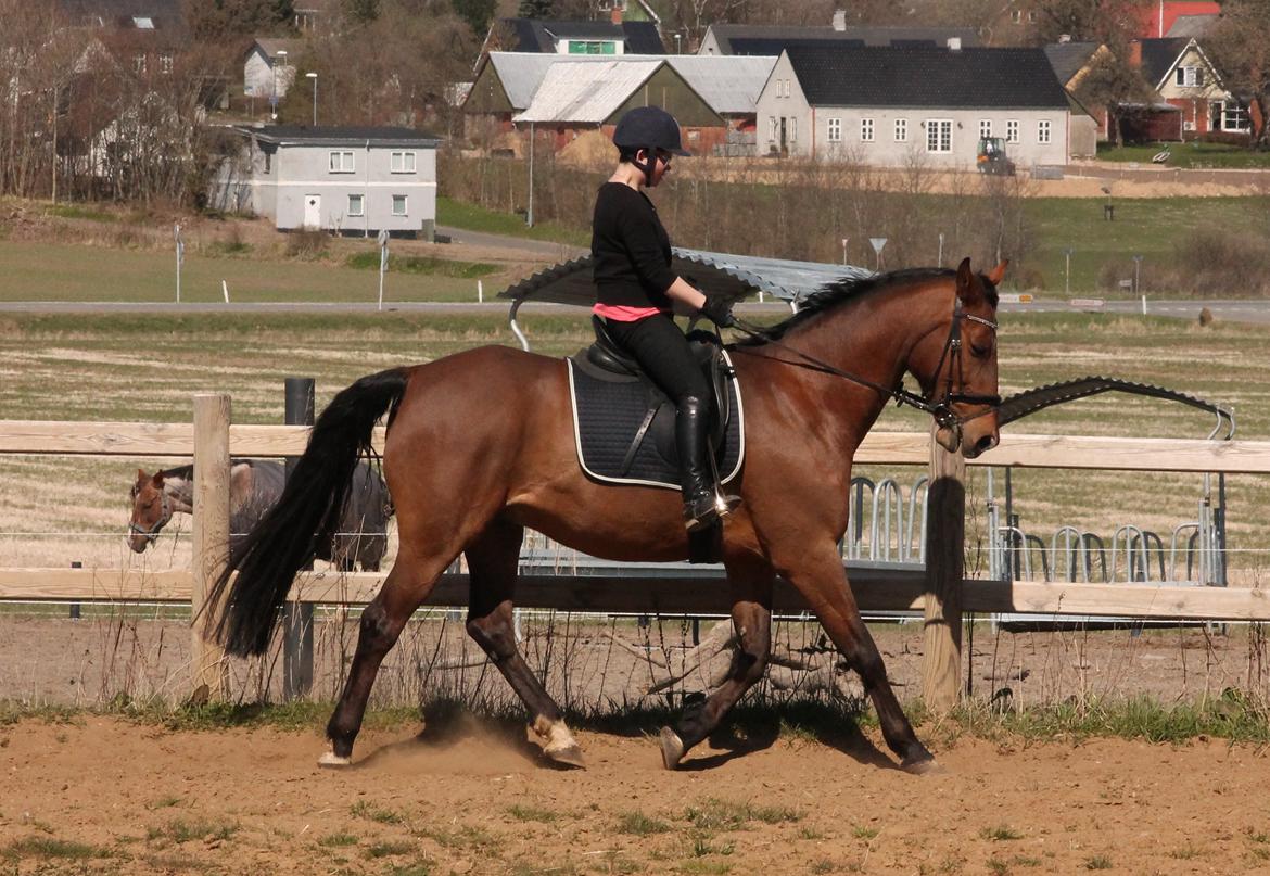 Tysk Varmblod Mac Kenroy - taget d. 3 maj 2013 billede 20