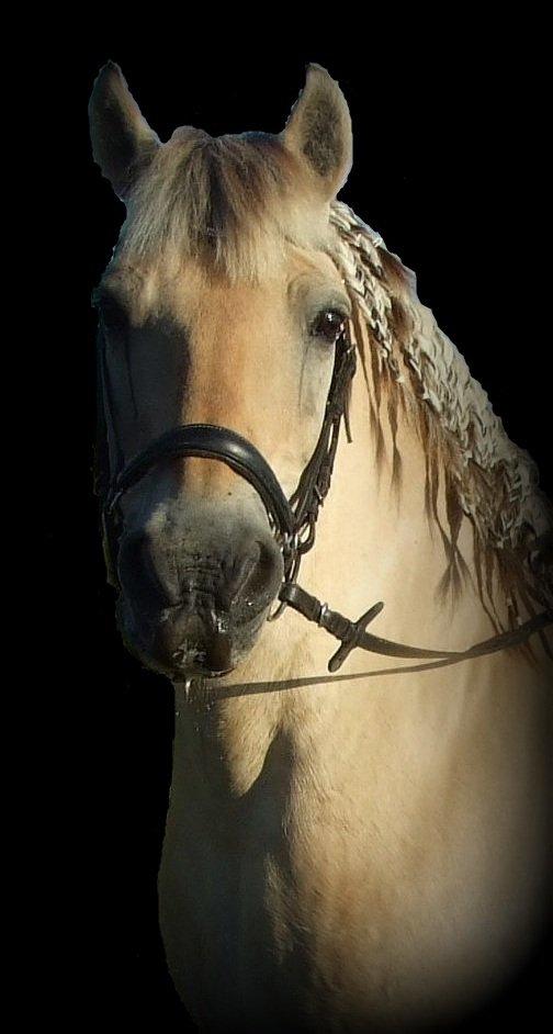 Fjordhest Bjarke Sax billede 5