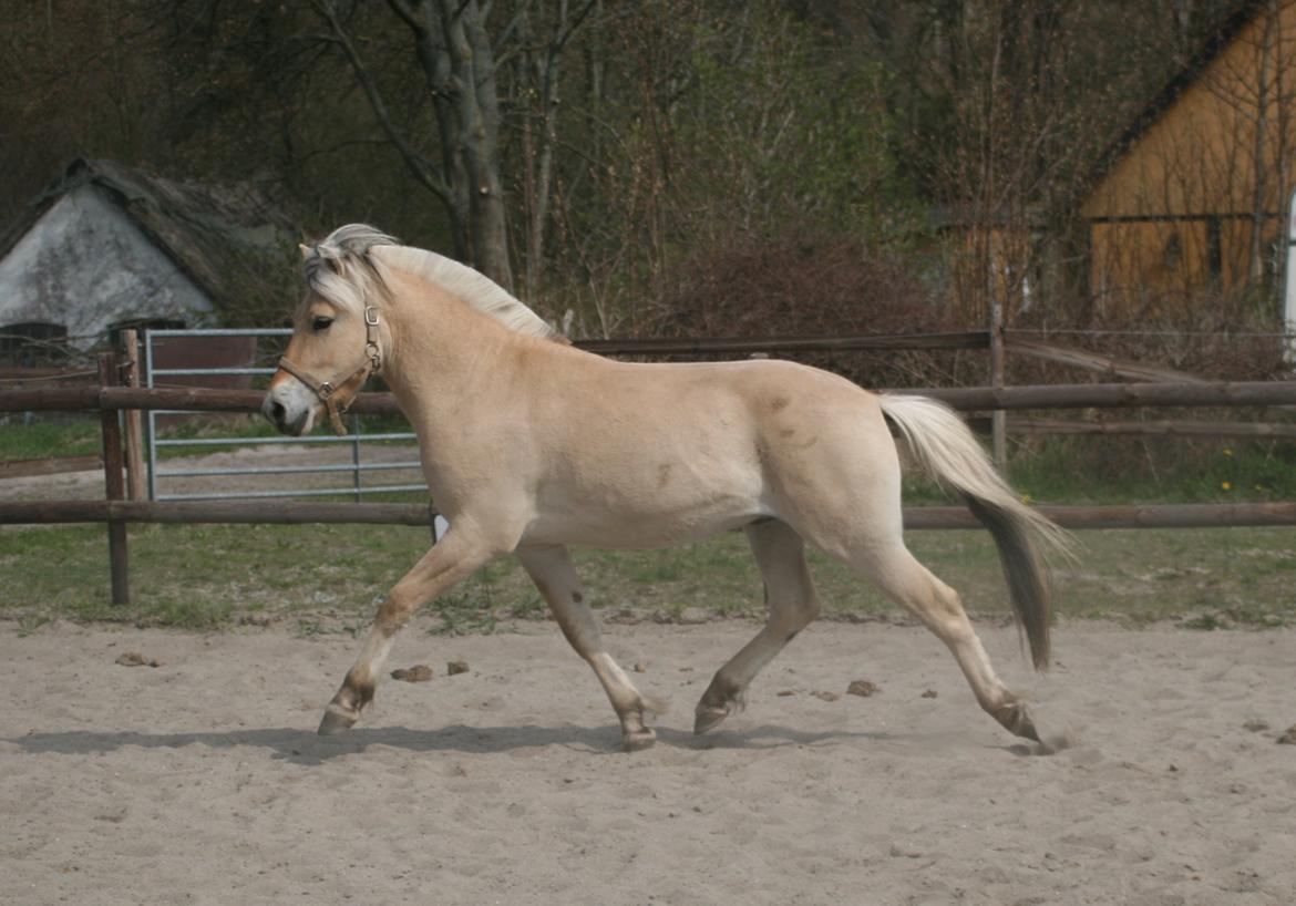 Fjordhest Mosegårdens ivanhoe billede 4