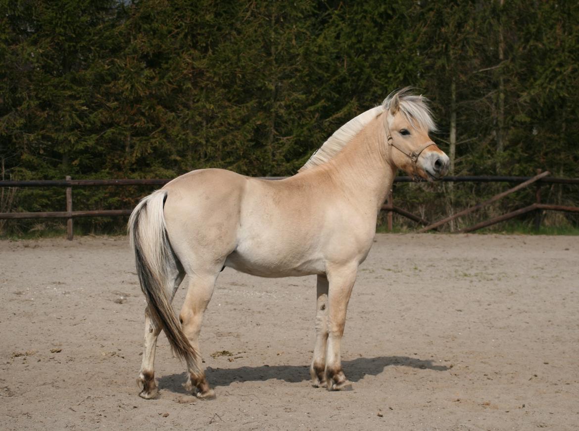 Fjordhest Mosegårdens ivanhoe billede 5