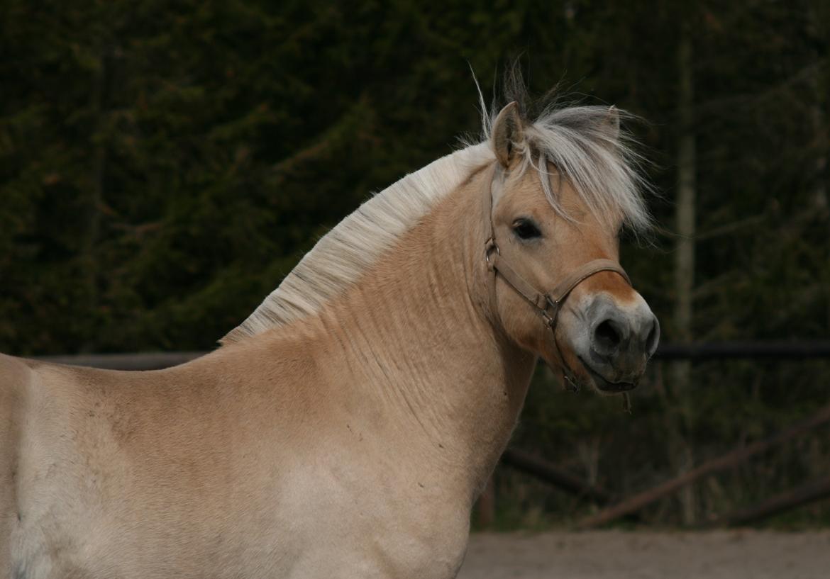 Fjordhest Mosegårdens ivanhoe billede 6